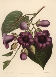 Elephant Creeper, Argyreia Nervosa